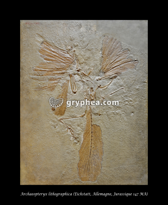 Archaeopteryx lithographica, Jurassique supérieur , 147 MA, (Bavière, Allemagne) - vue 1 - gryphea.org